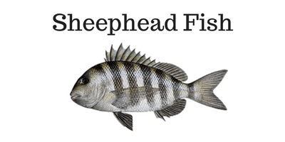 Sheephead-Fish